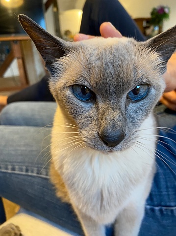 Blue point Siamese cat looking straight at the camera as a woman pets its head on a sofa in an apartment in Paris, France