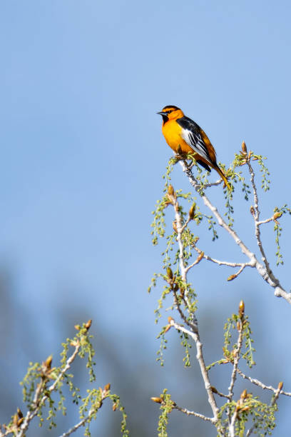 istock Bullock’s oriole male perching in a tree 1966059656
