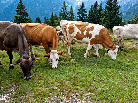 cows grazing in the Alps