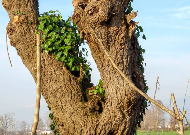 freshly pruned tree trunks in the countryside