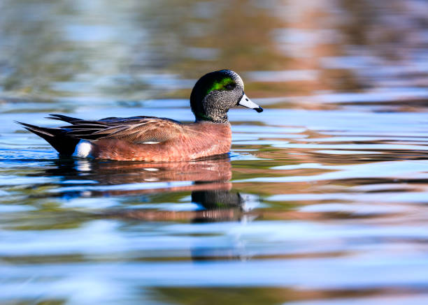 아메리칸 웨기온 - american wigeon 뉴스 사진 이미지