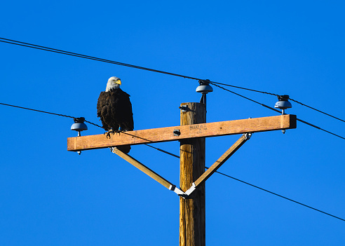 Bald Eagle perched on a telephone pole.