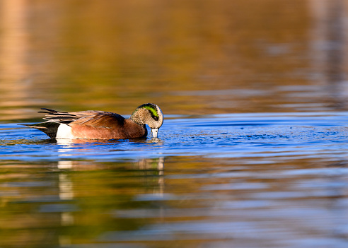 Duck swimming in a lake.
