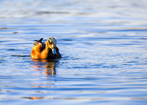 Duck swimming in a lake.