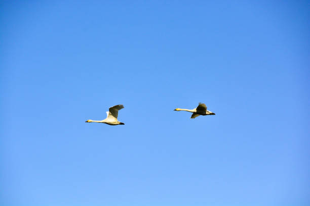 istock Swans flying in the blue sky 1966092853