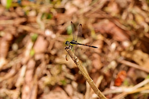 Black tail dragonfly from Indonesian New Guinea in the trunk