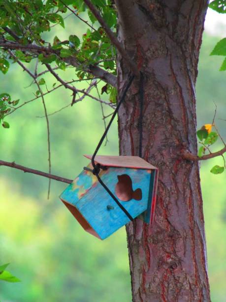 istock Birdhouses of Toronto 1966115085