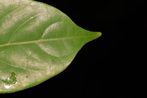 Close up photo of green leaf tip with black background