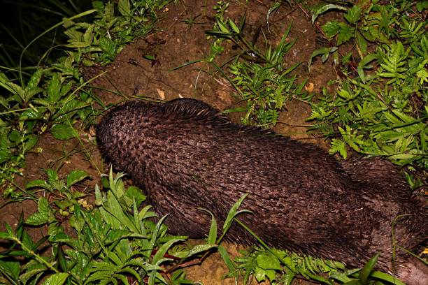 istock Long beaked Echidna, Zaglossus bruijnii, searching food 1966128976