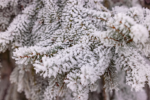 Snow-covered needles from the Christmas tree in winter during the cold Christmas season