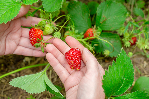 woman holds growing ripe strawberries in her hand in the garden. Berry harvest.