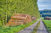 Logs of trees