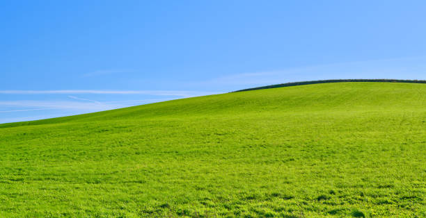 istock Green fields and blue sky in late summer early winter 1966137308