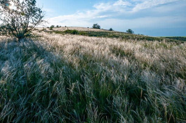 Ukrainian feather grass steppe, Bunchgrass species (Stipa capillata), steppe landscape of southern Ukraine