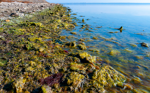 Masses of kelp, a kind of giant seaweed, in the ocean, brightly lit.