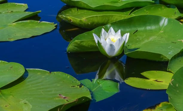 istock Beautiful white water lily (Nymphaea alba) flowers on the water surface 1966140705