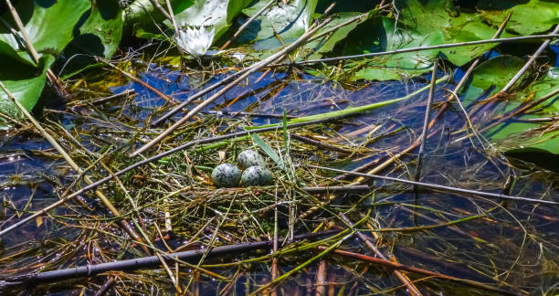 A coots nest with five eggs in it