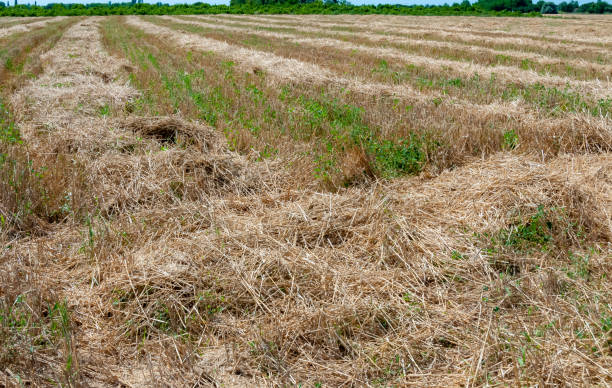 istock Mowed wheat in shafts dries on the field, Ukraine 1966141238