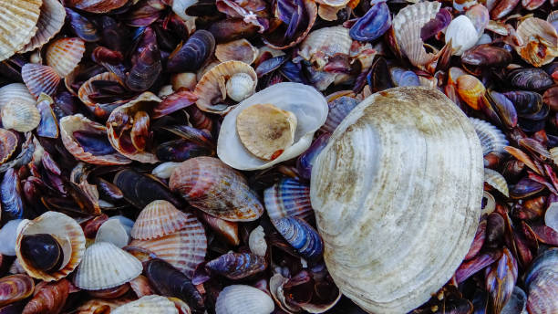 shells of marine bivalve mollusks in storm discharges on the shore - mya arenaria, monodacna sp., mytilaster  lineatus. - моллюск песчаная мия стоковые фото и изображения