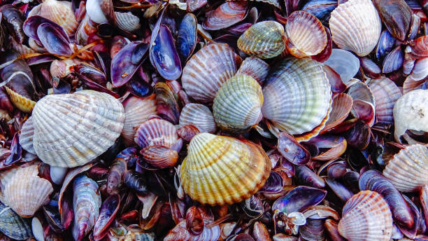 shells of marine bivalve mollusks in storm discharges on the shore - mya arenaria, monodacna sp., mytilaster  lineatus. - моллюск песчаная мия стоковые фото и изображения