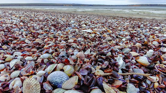 Shells of marine bivalve mollusks in storm discharges on the shore of a reservoir - Monodacna sp., Cerastoderma sp., Mytilaster  lineatus. Tiligul liman