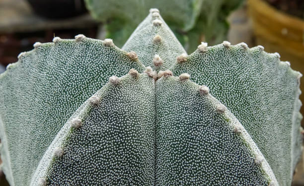 Close-up, cactus Astrophytum sp., in the collection