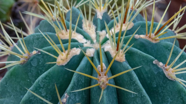 istock Echinocactus sp., cactus in the collection with wavy ribs, close-up 1966142367