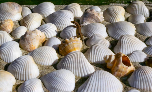 Cocoons of the predatory mollusk Rapana venosa, the invader in the Black Sea, invasive species