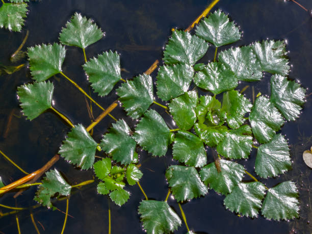 istock Water caltrop (Trapa natans), floating aquatic plant with edible nuts 1966143444