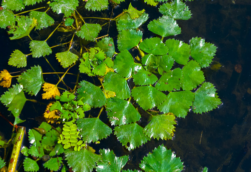 Water caltrop (Trapa natans), floating aquatic plant with edible nuts