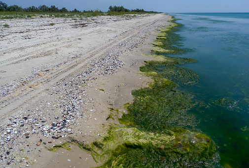 Green algae rotting near the shore washed ashore by waves on the Kinburn Spit, Ukraine