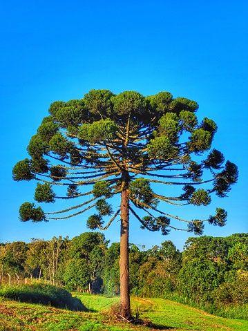 Araucaria pine tree symbol of the State of Paraná in Brazil on a sunny day contrasting with the blue sky