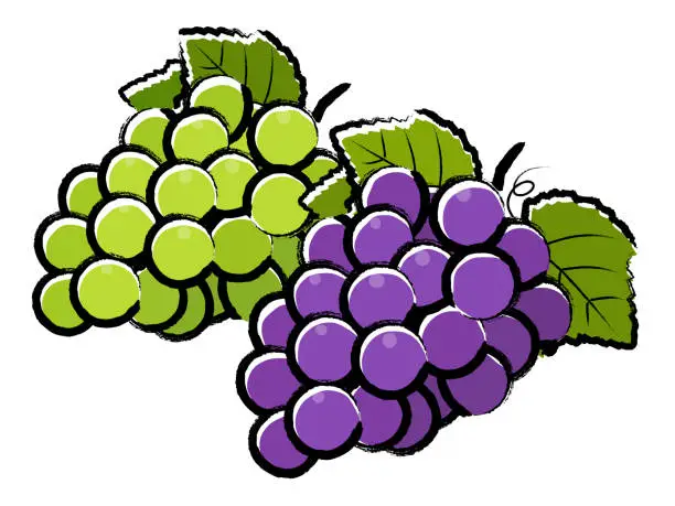 Vector illustration of grapes_brush writing