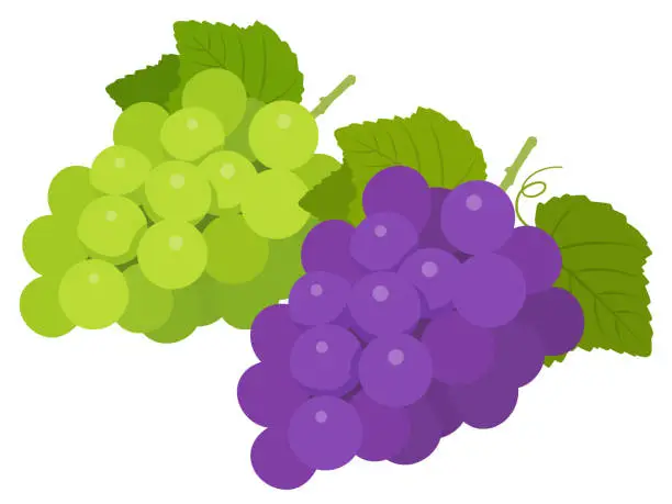 Vector illustration of grapes