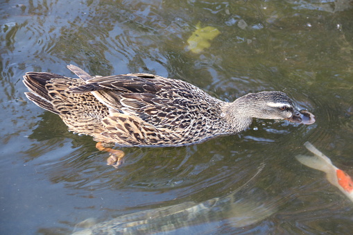 Mallard duck swimming leisurely on the water