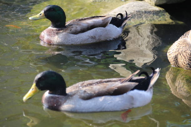 istock Mallard duck swimming leisurely on the water 1966200974
