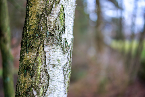 Close-up of a German birch tree in a forest