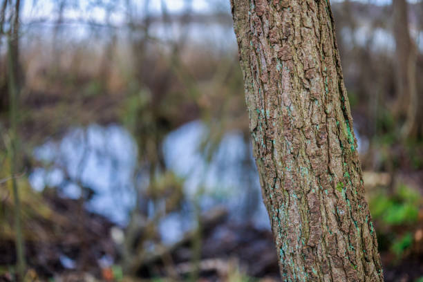 Free Stock Photo of Tree trunk close-up with a blurred lake background ...