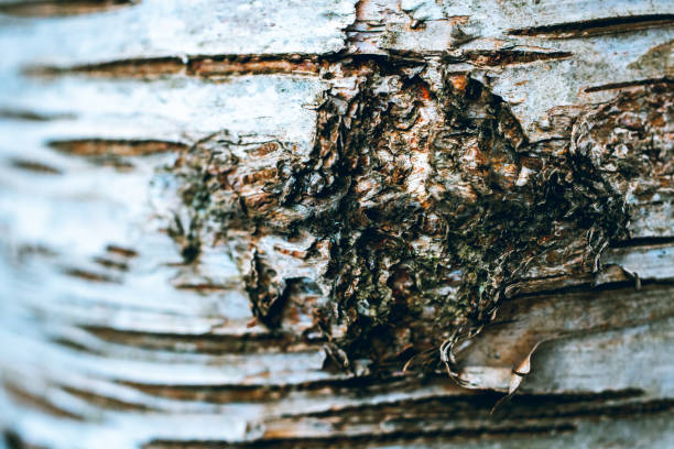 Close-up of a German birch tree in a forest