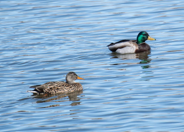 istock Male and female mallard ducks 1966210288