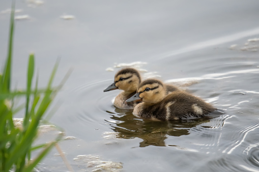 Newly hatched mallard ducklings on a pond
