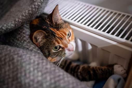 Cat warming its paws, lying by heating radiator. Fluffy calm multicolored pet covered with woolen plaid basks at warm radiator at home. Peace and rest for pet. Heating in cold weather.