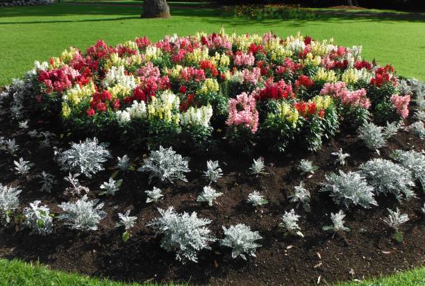 istock Snapdragon with dusty miller in flower bed 1966246619
