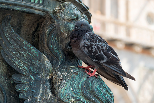 Pigeon resting on statue