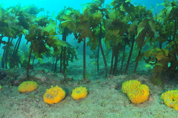 Row of loaf shaped yellow nipple sponges on flat rocky sea floor under canopy of kelp. Location: Leigh New Zealand