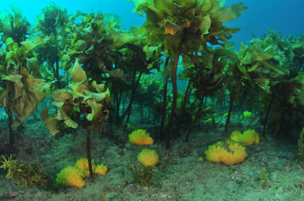 istock Yellow Nipple Sponges Under Kelp Fronds 1966287846