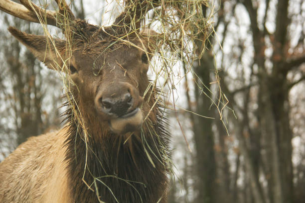 Bull elk with antler rack in Jasper National Park