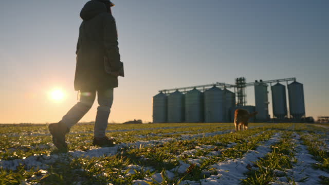 SLO MO Female Farmer in Warm Clothes Walking with Golden Retriever Dog on Snowy Field with Silos in Background at Sunset