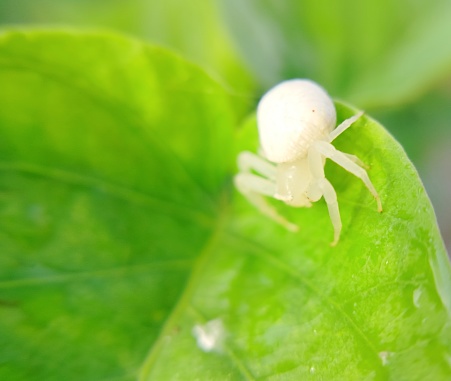 Misumena vatia spider on green leaf