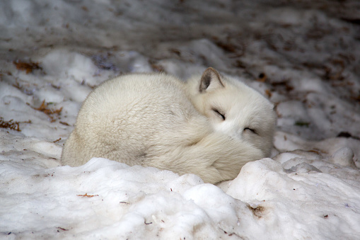 Artic fox sleeping on snow